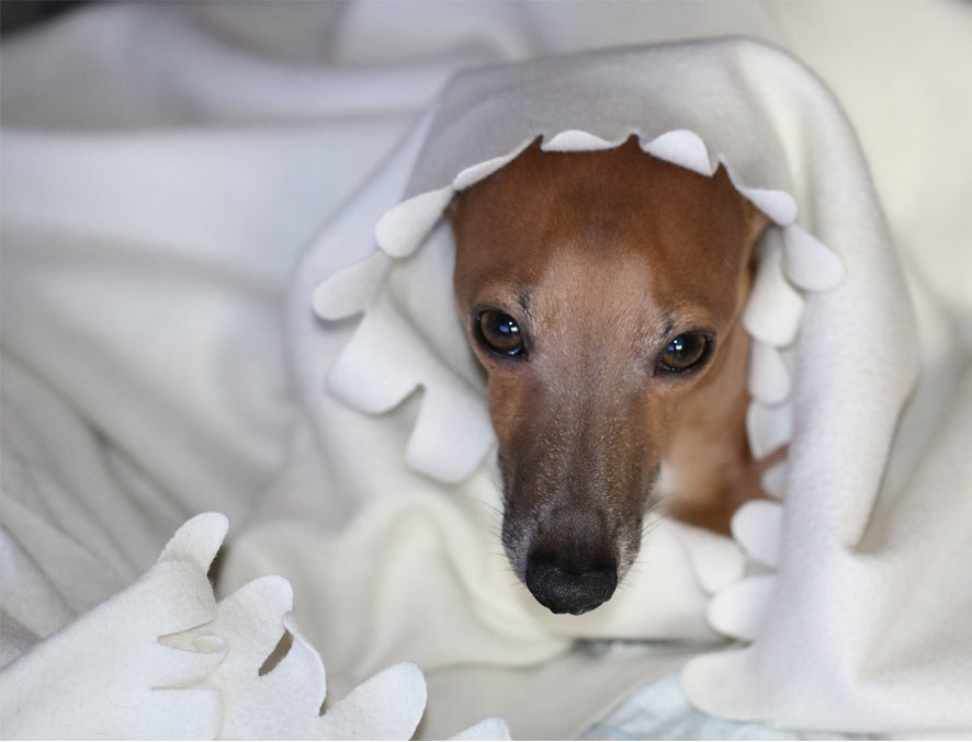Windhund in eine Decke eingehüllt paraperro Blog Post