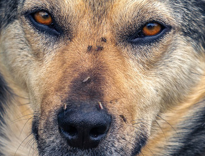 Foto Hund mit Insekten auf der Nase zum Blog-Thema Gefahr durch Hirschlausfliege