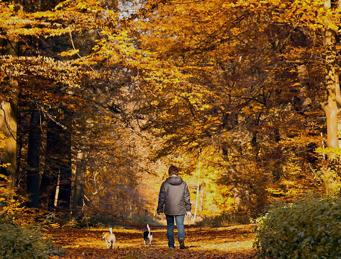 Frau mit Hunden beim herbstlichen Waldspaziergang Gassigehen im Herbst