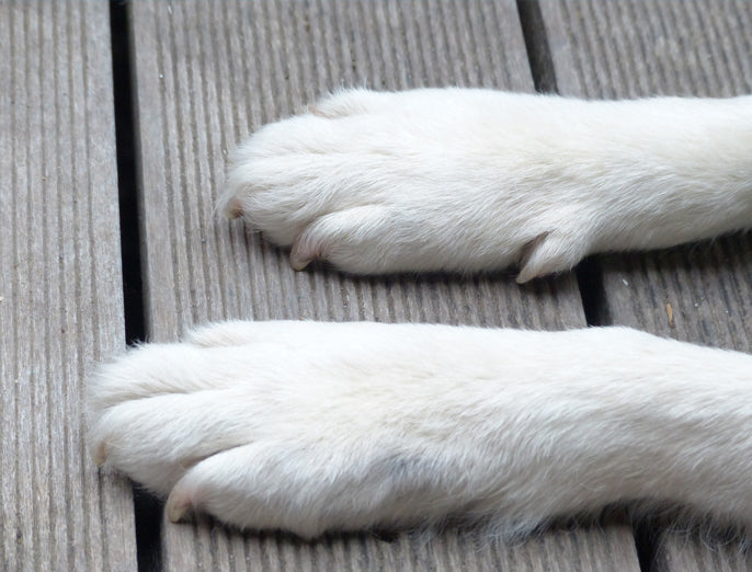 Foto Hundepfoten Pfötchen von weißem Hund auf Holzboden Krallenpflege Hund