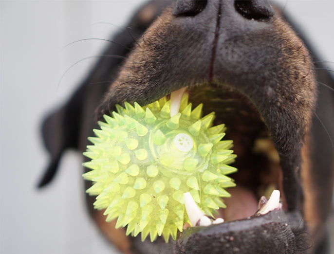 Hund gesund | Ballwerfen - sinnvoll oder sinnlos?