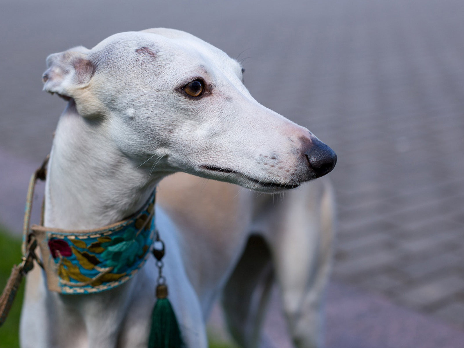 Netz Fundstück | Hochsprungtalent Windhund