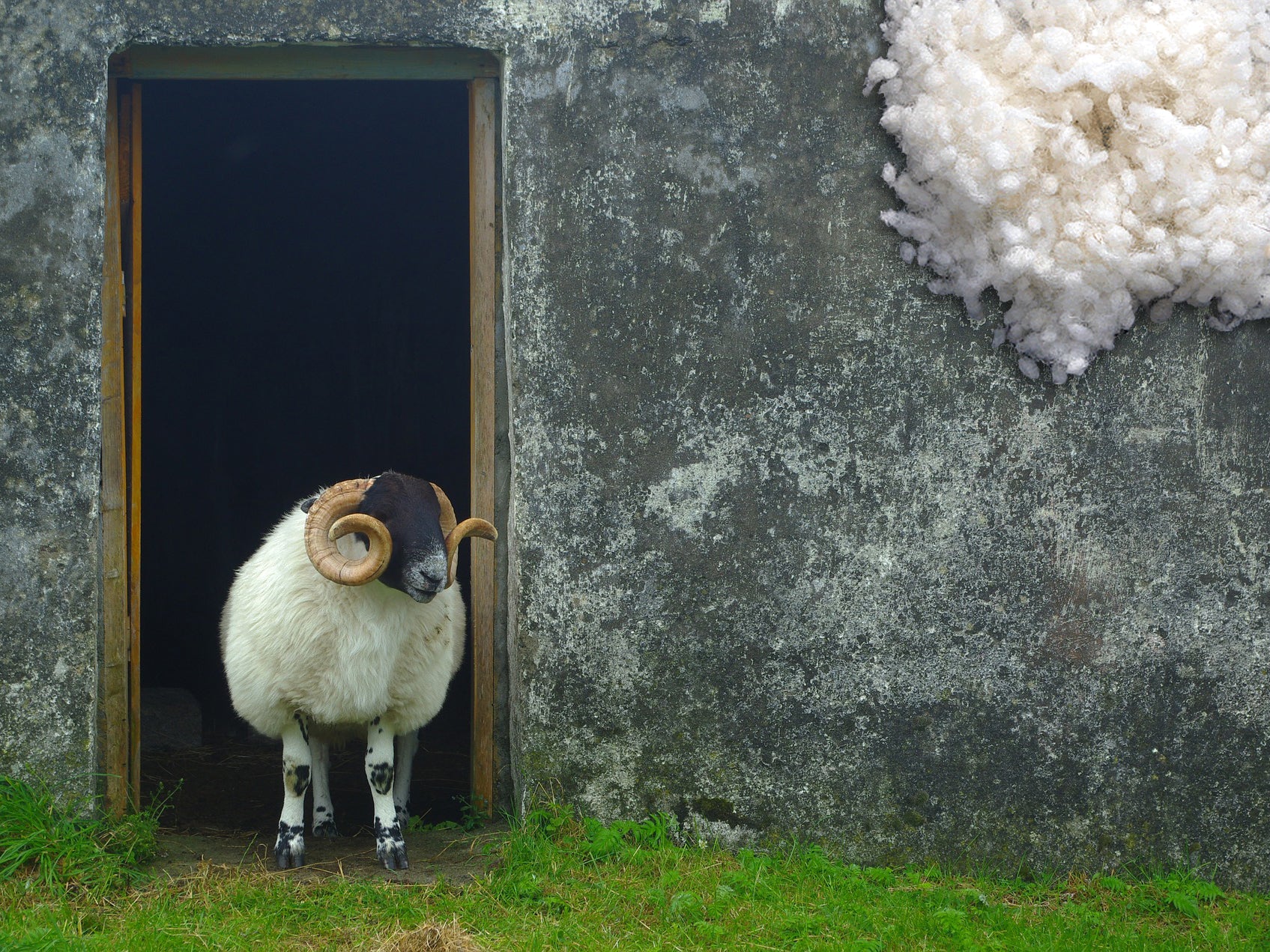 Schaf steht im Stalleingang Schafwolle neu in paraperro Hundekissen