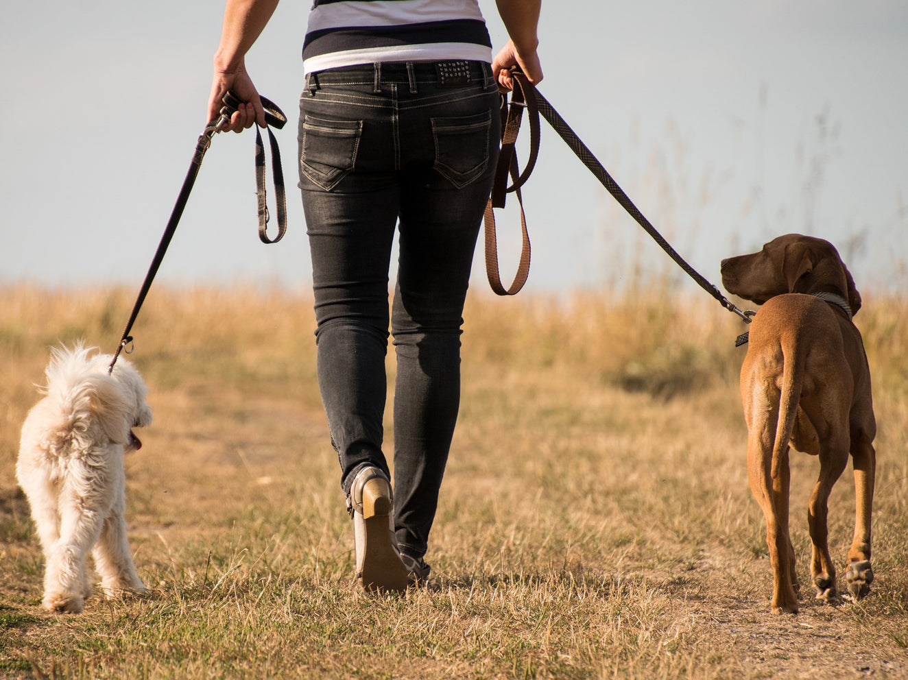 Aktuelles | Neue Regeln für Hundebesitzer ab 2021