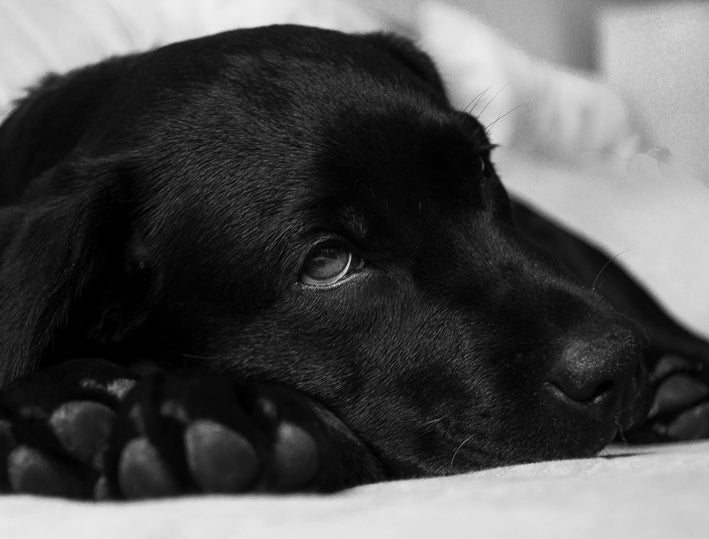 Hund gesund | Zwingerhusten natürlich behandeln