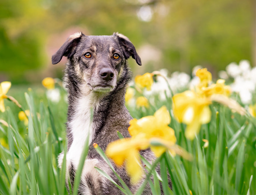 Gesundheit | giftige Frühlingsblumen für Deinen Hund