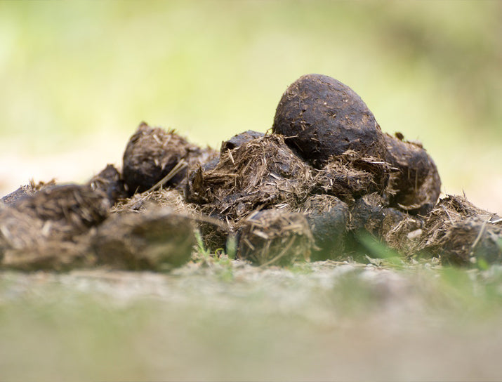 Foto von Pferdeäpfel, Pferdedung, Pferdemist zum Thema: Sind Pferdeäpfel Gift für Hunde? 