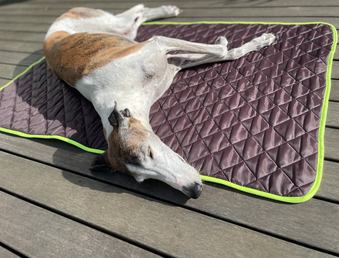 Hundedecke | Braucht mein Hund die wirklich?