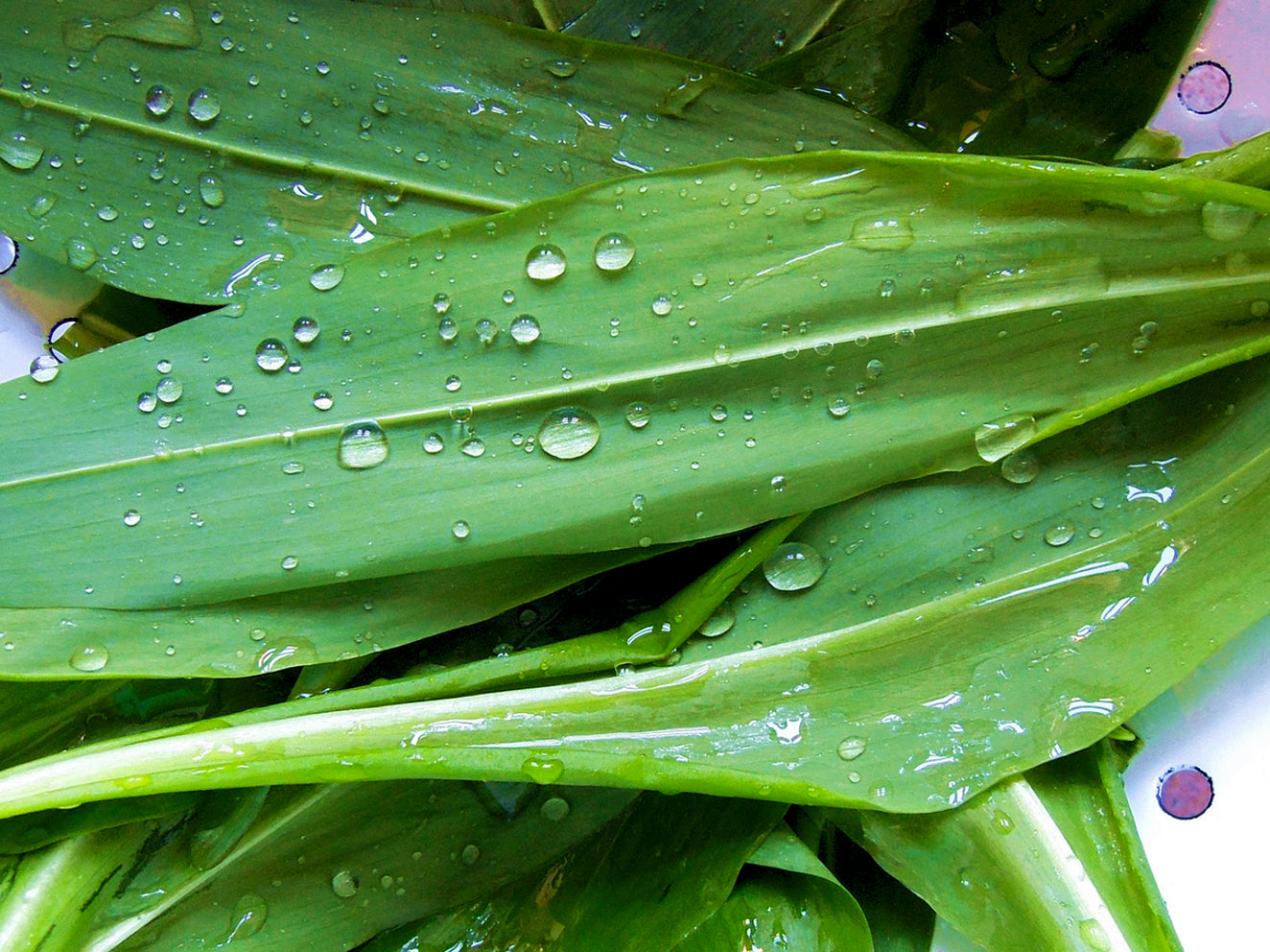 Do(g)-It-Yourself  | Easy-peasy Bärlauch Pesto für deinen Hund