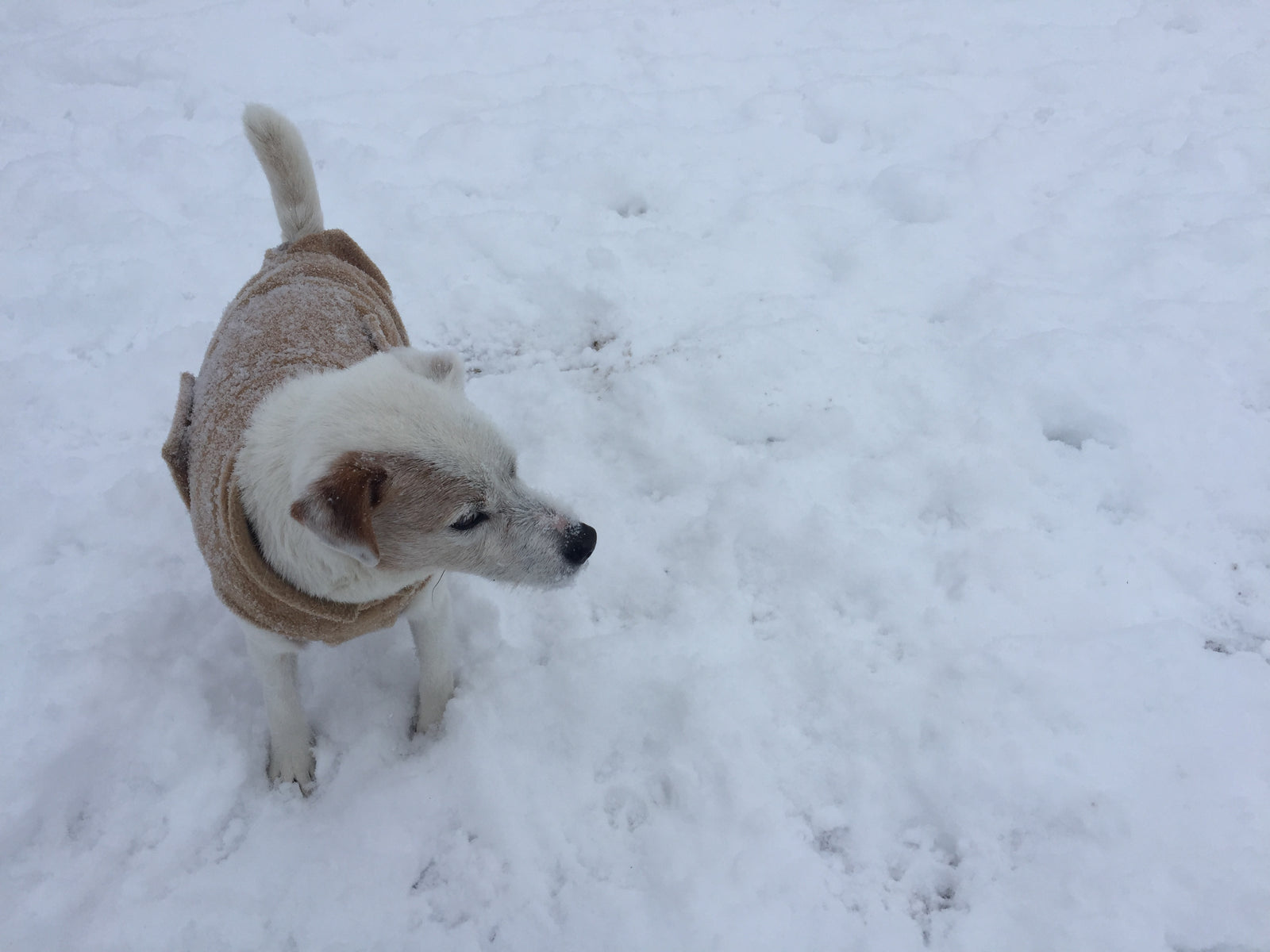 Aktuelles | Hundemäntel - Sinn oder Unsinn?