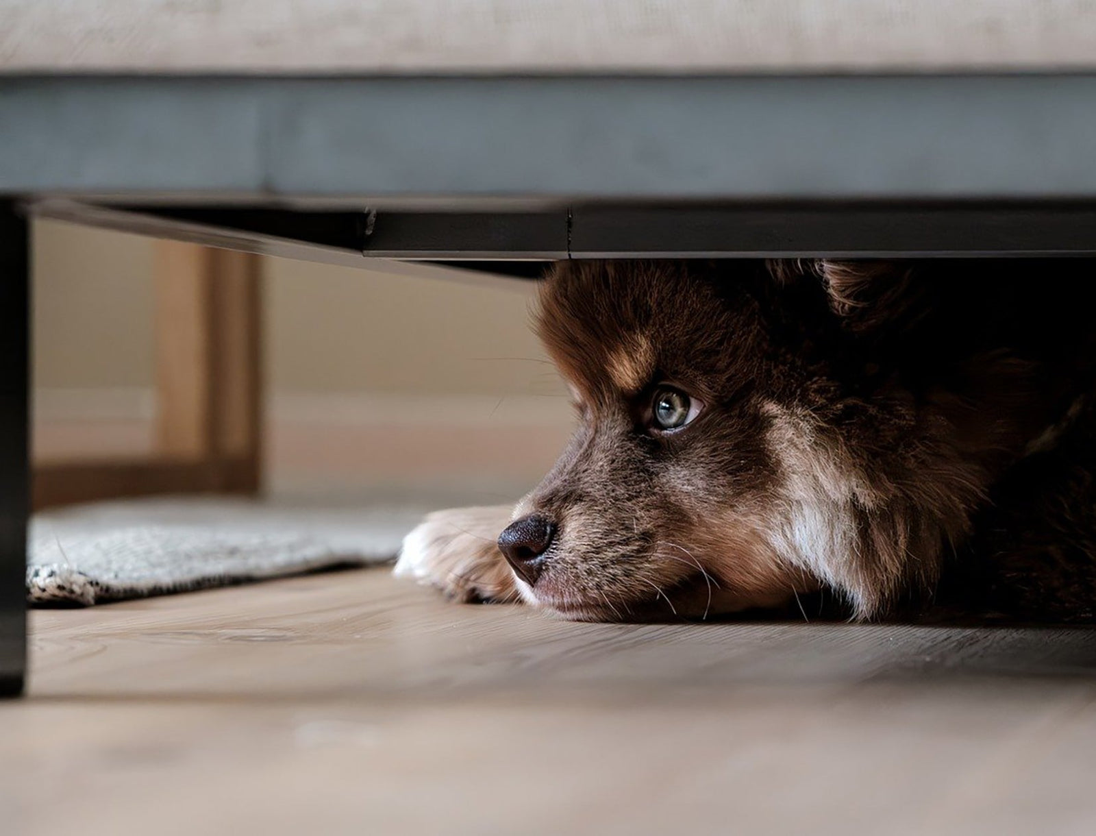 Hund gesund | 7 simple Tipps gegen Silvester Angst beim Hund