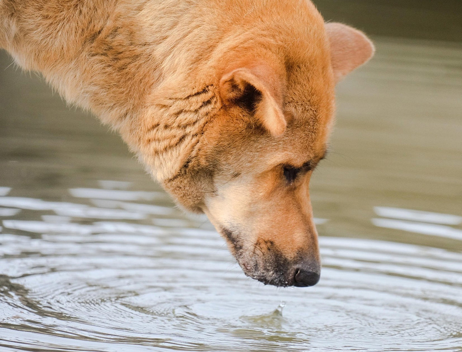 Hund trinkt Wasser aus einer Pfütze. Ist das gefährlich?