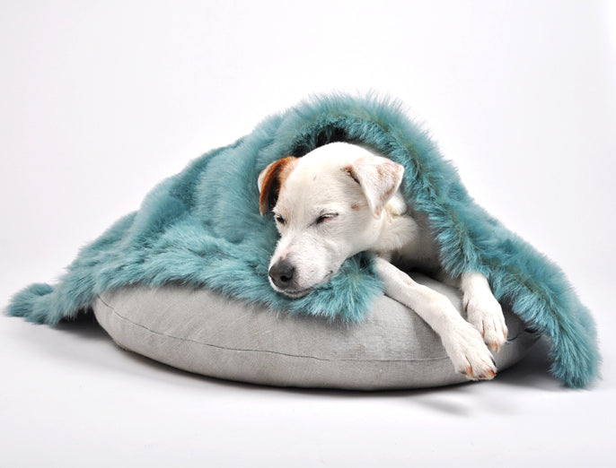 Hundeschlaf - Terrier schläft auf Hundebett mit Hundedecke