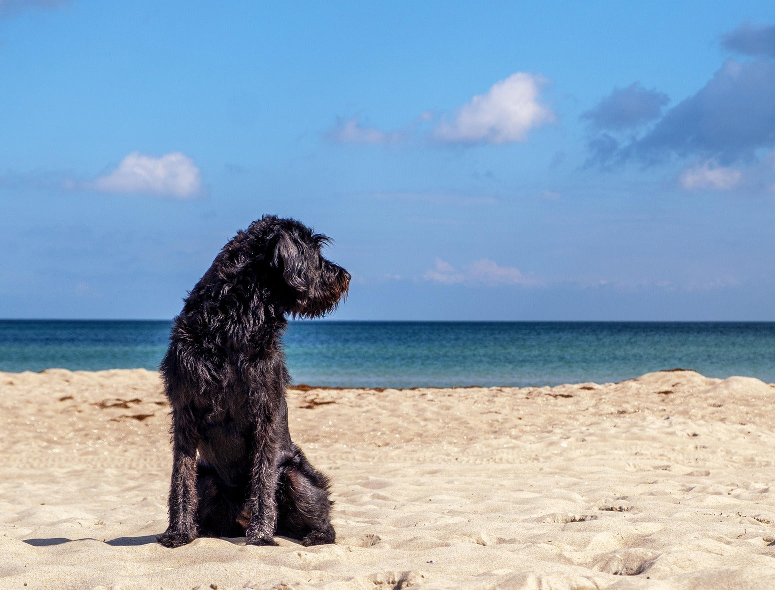 Aktuelles | Mit Hund gesund durch den Sommer