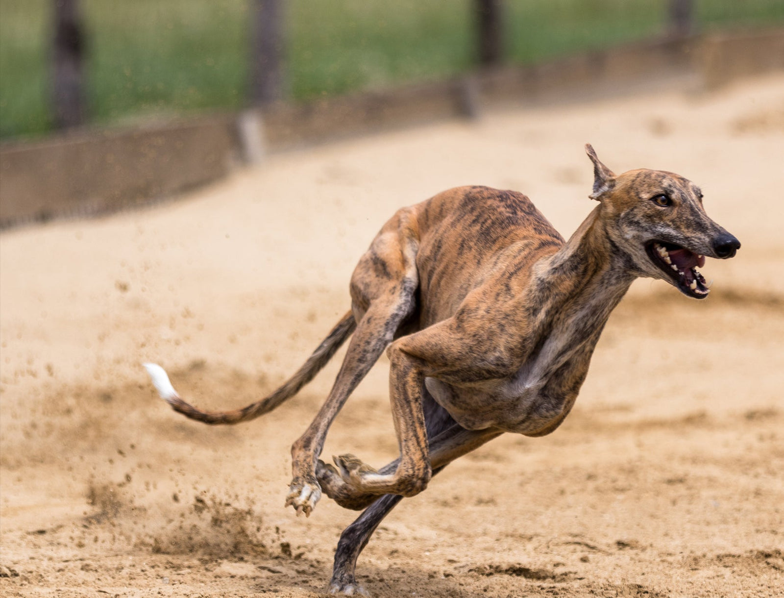 Termine | Dia del Galgo 2026 - Welt-Galgo-Tag am 1.Februar