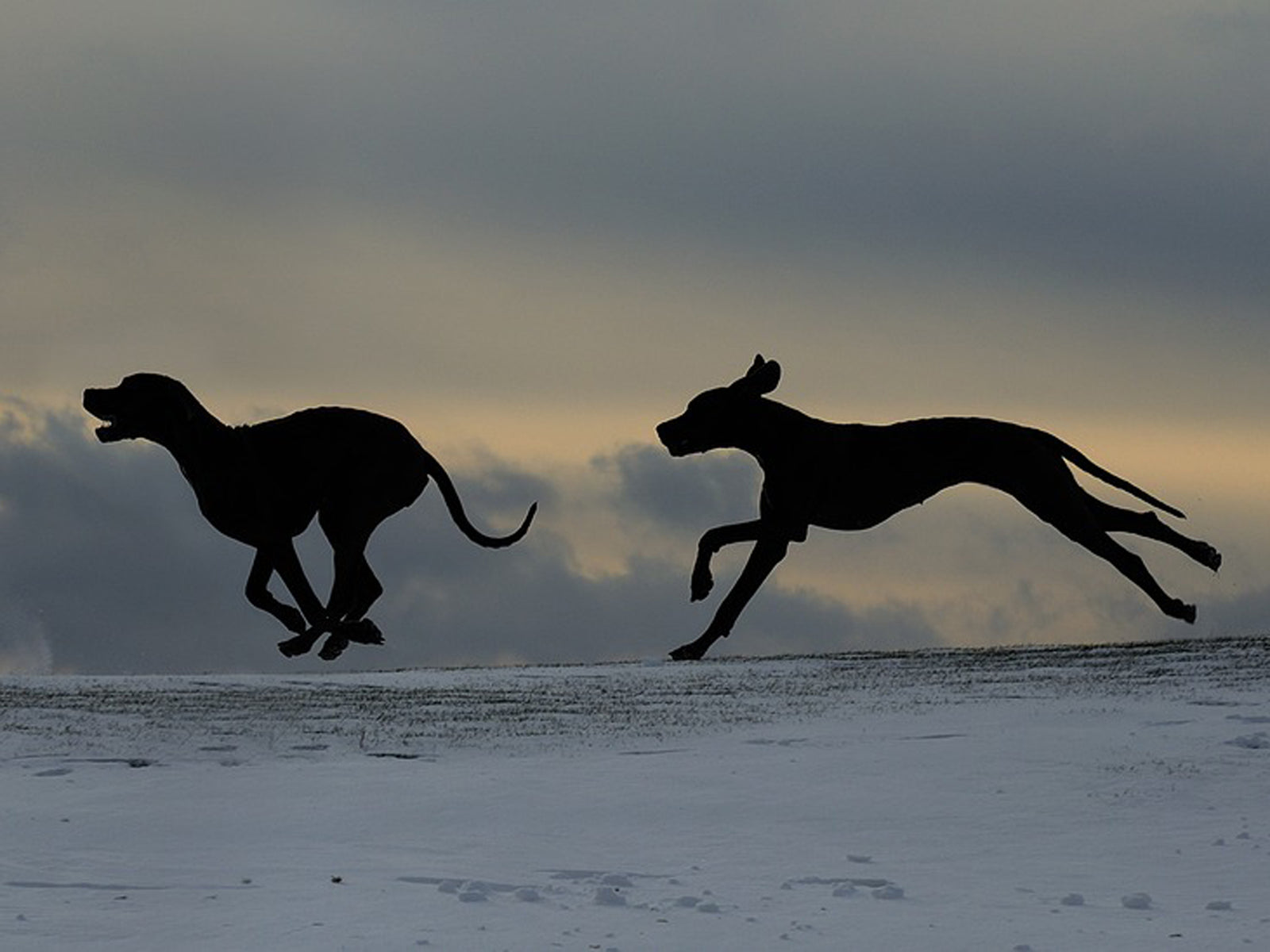 Netz-Fundstück | Hunde in Bewegung