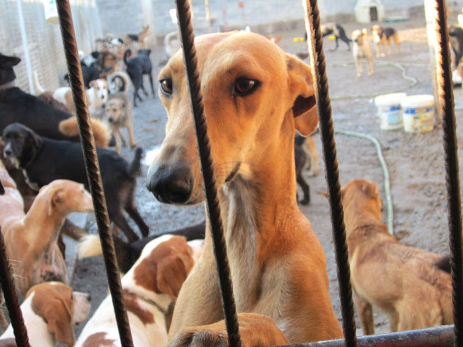 INFO | Live-Besuch im spanischen Tierheim