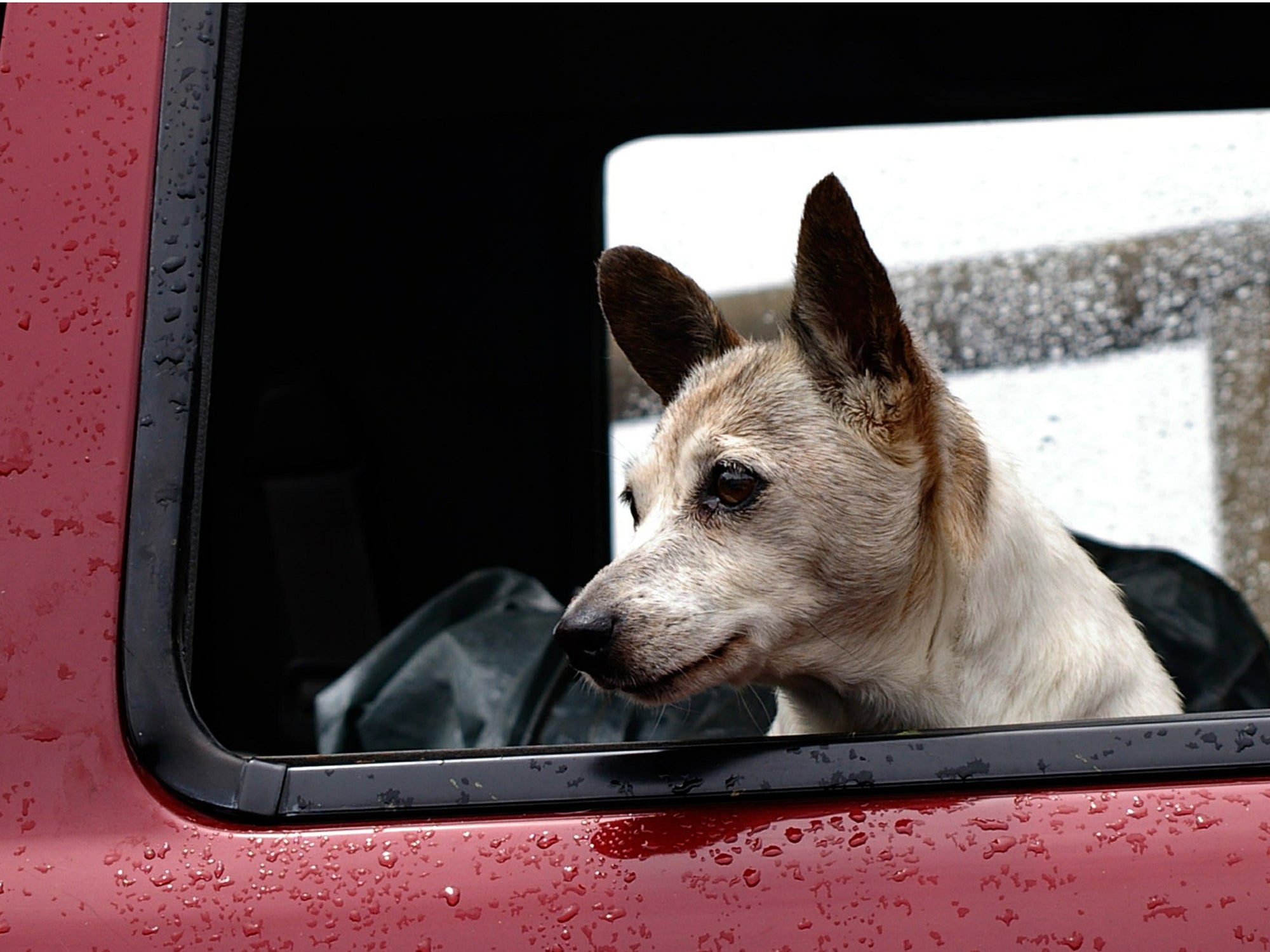 Info | Hunde im Auto - ein Test