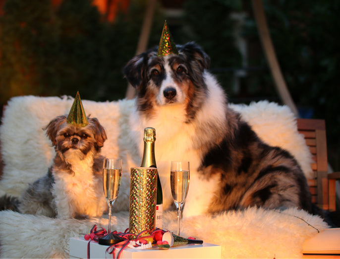 Aktuelles | Tipps Angst an Silvester