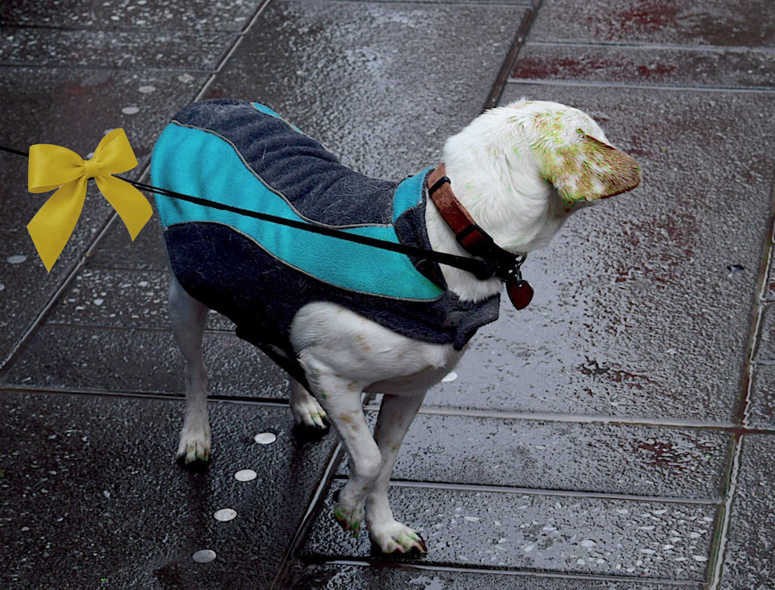 Info | Gelbe Schleife beim Hund