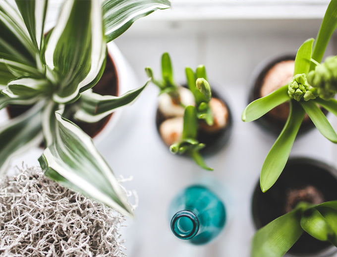 Verschiedene Pflanzen zum Blogthema Grünpflanzen - giftig oder nicht für meinen Hund?