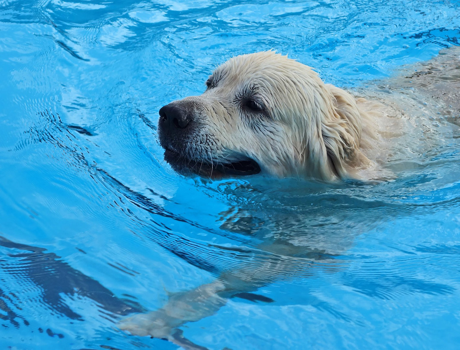 Aktuelles | Hundebadetag in Hamburg