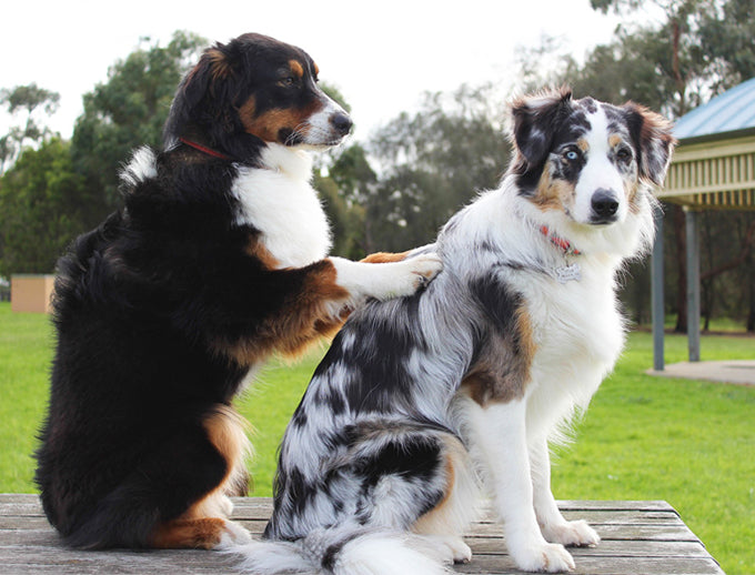 Hund gesund | Was bringt Massage beim Hund?