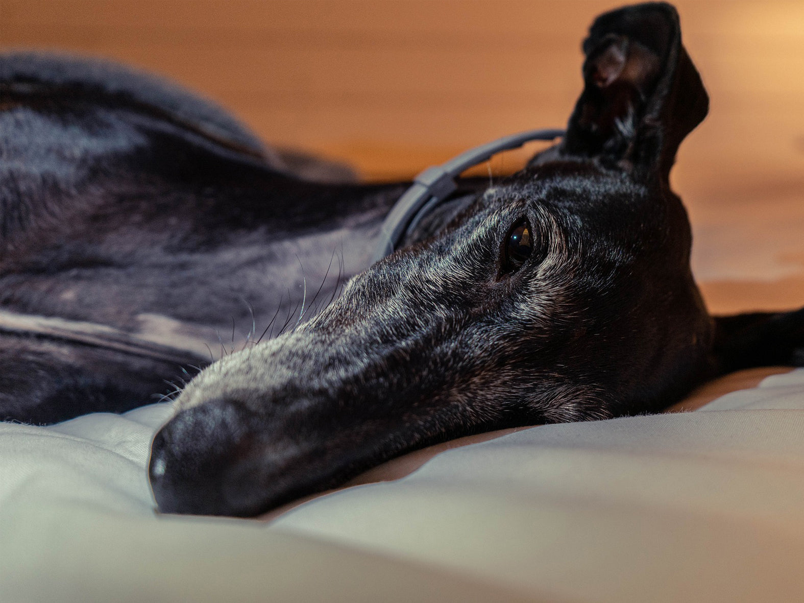 Hund gesund | Narkose beim Windhund