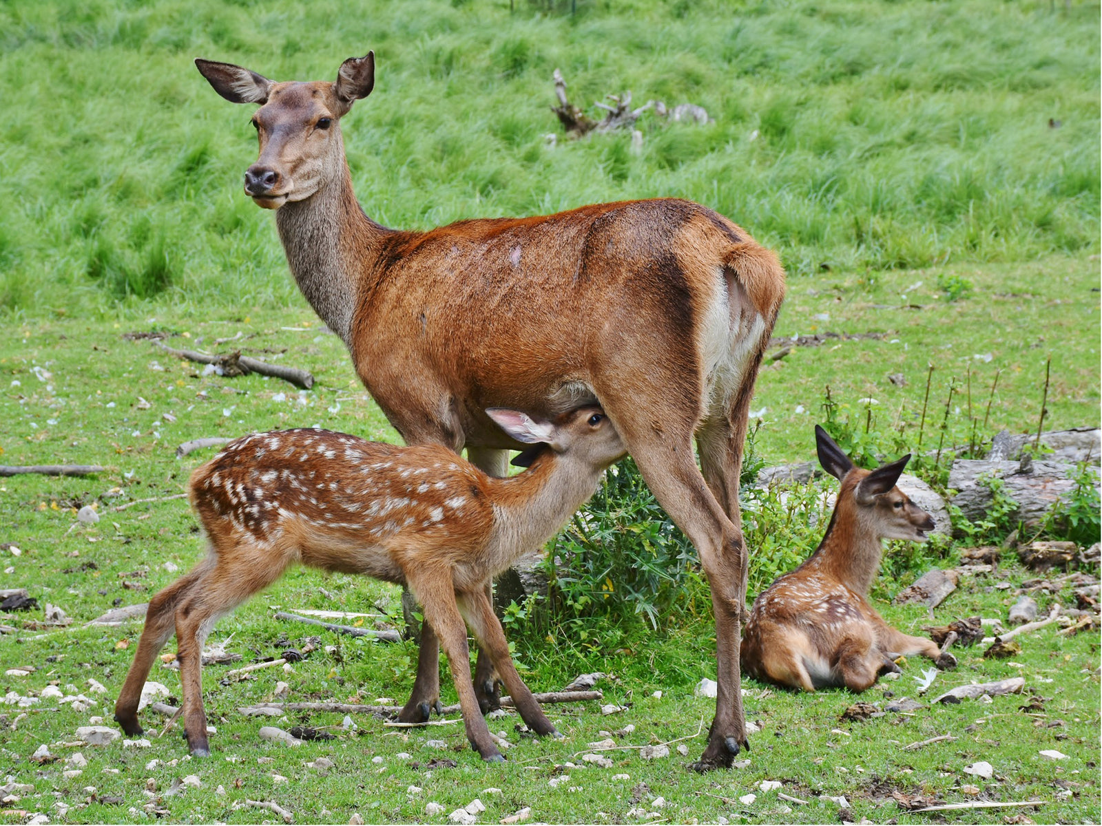 INFO | Brut- & Setzzeit 2018