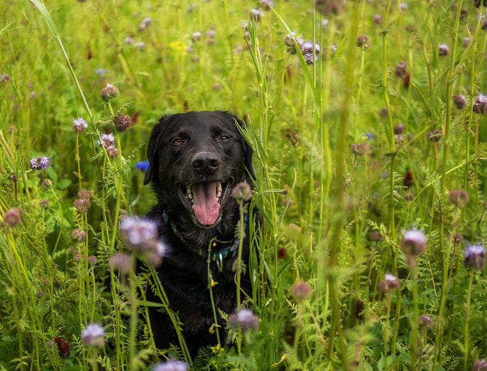 Hund gesund | Vorsicht vor dem Riesenbärenklau