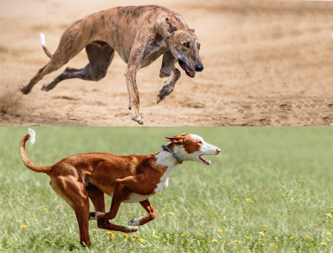 Windhund, Galgo, Greyhound im Vergleich zum Podenco