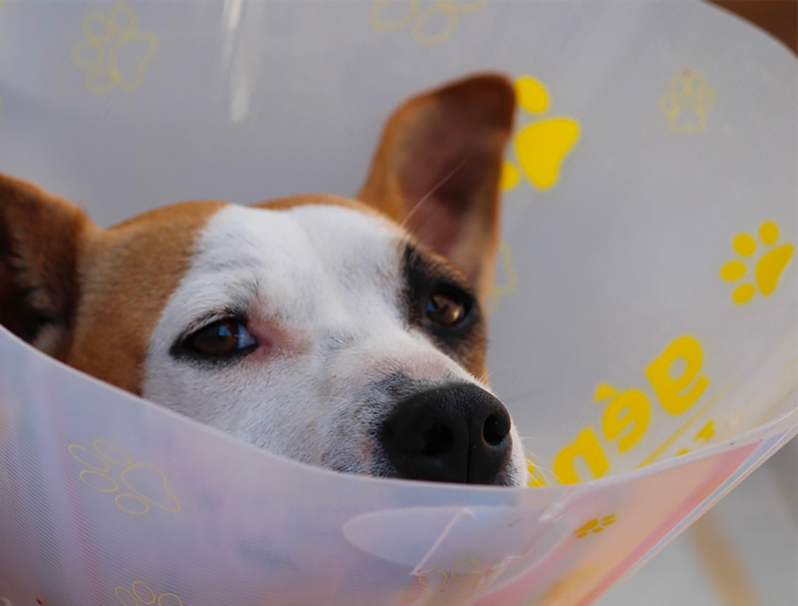 Netz-Fundstück | Octenisept - gut oder schlecht zur Wunden-Desinfektion?