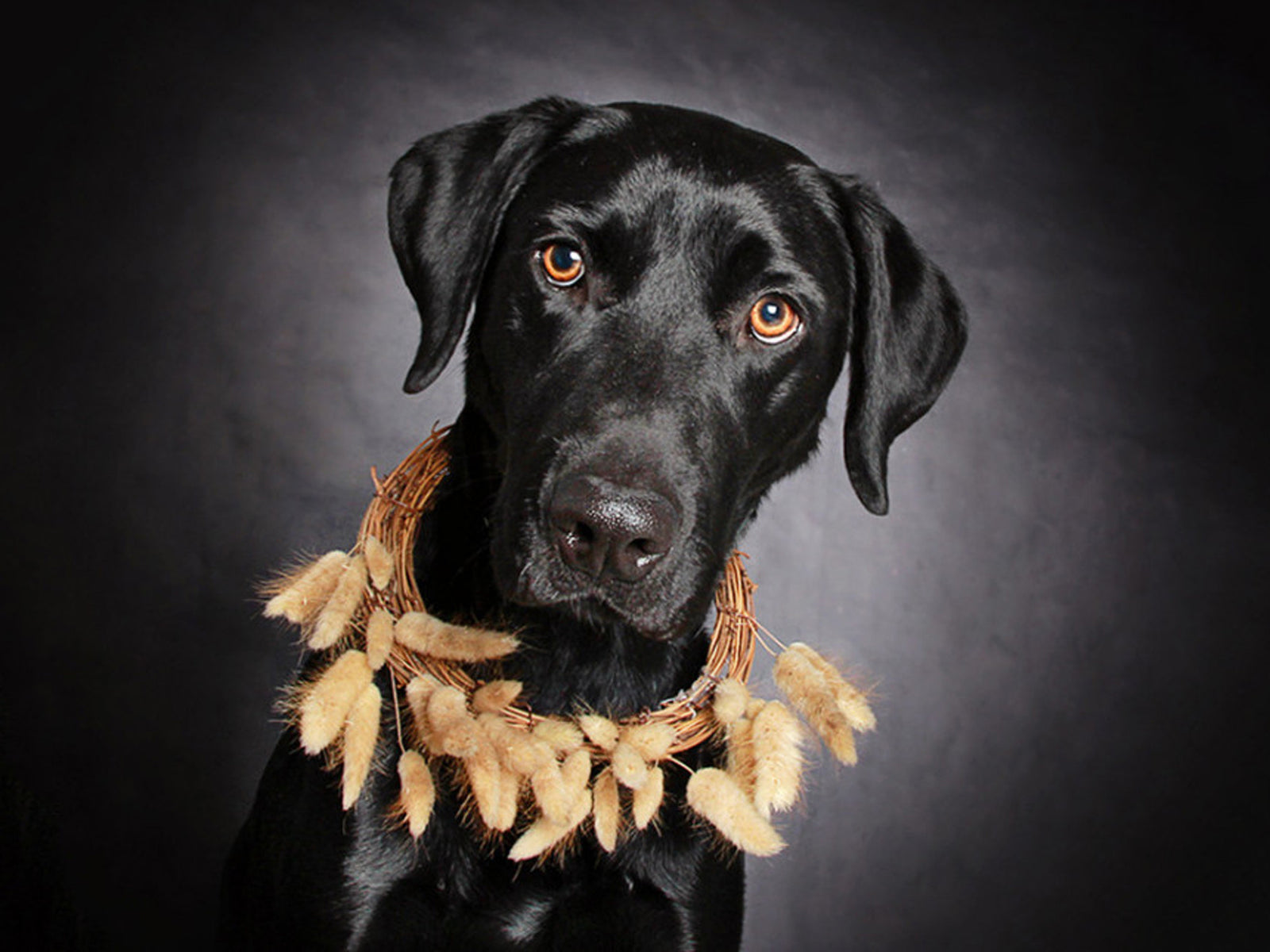 Info | Am 1.10. ist »National Black Dog Day«