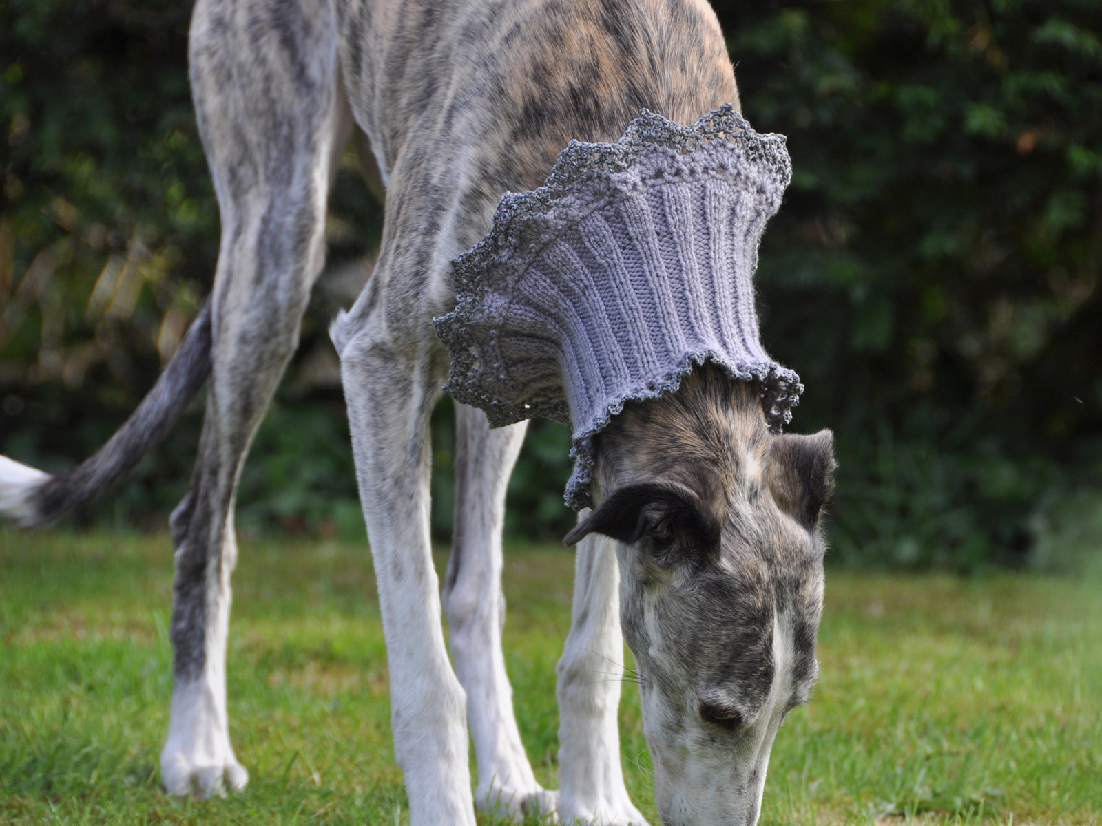 Produkt | »Collarín« - der Schmuckkragen für Hundehälse