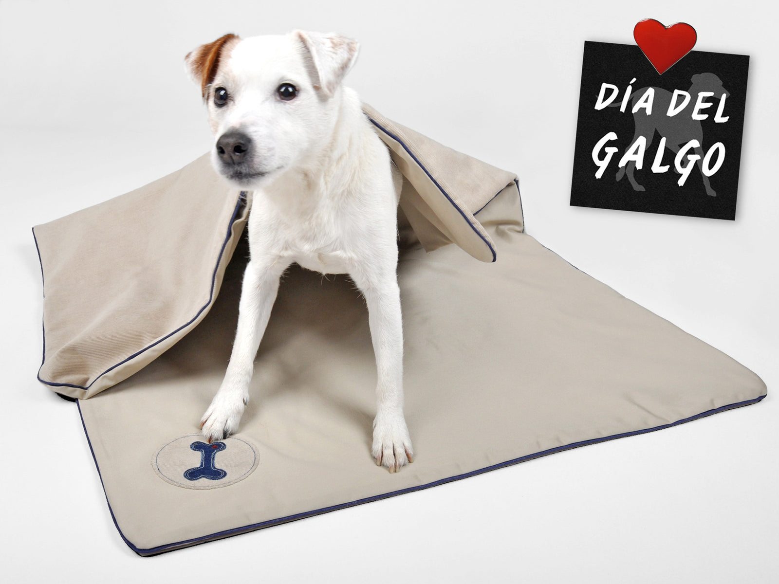 Charity | Auktion zum Weltgalgotag am 1.Februar