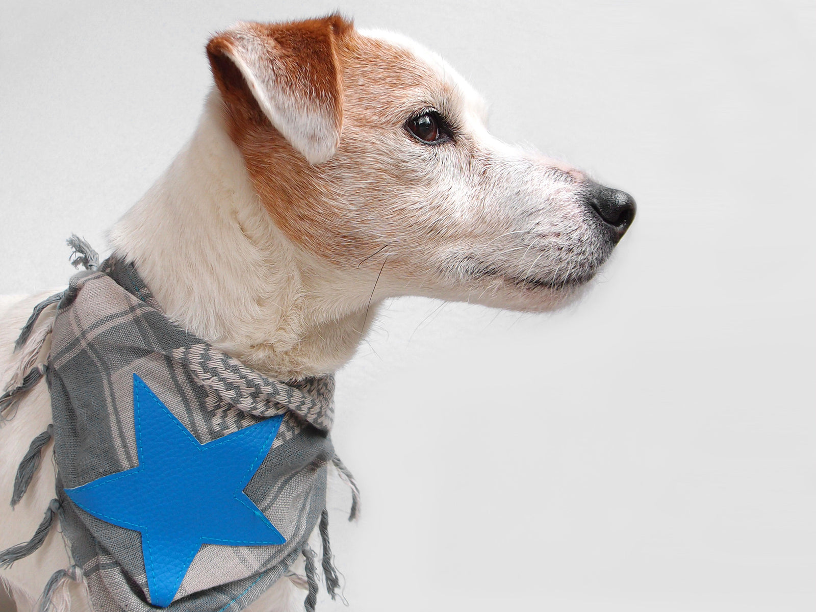 Produkt | Neu bei paraperro: Schickes für Hundehälse vom Heimathafen