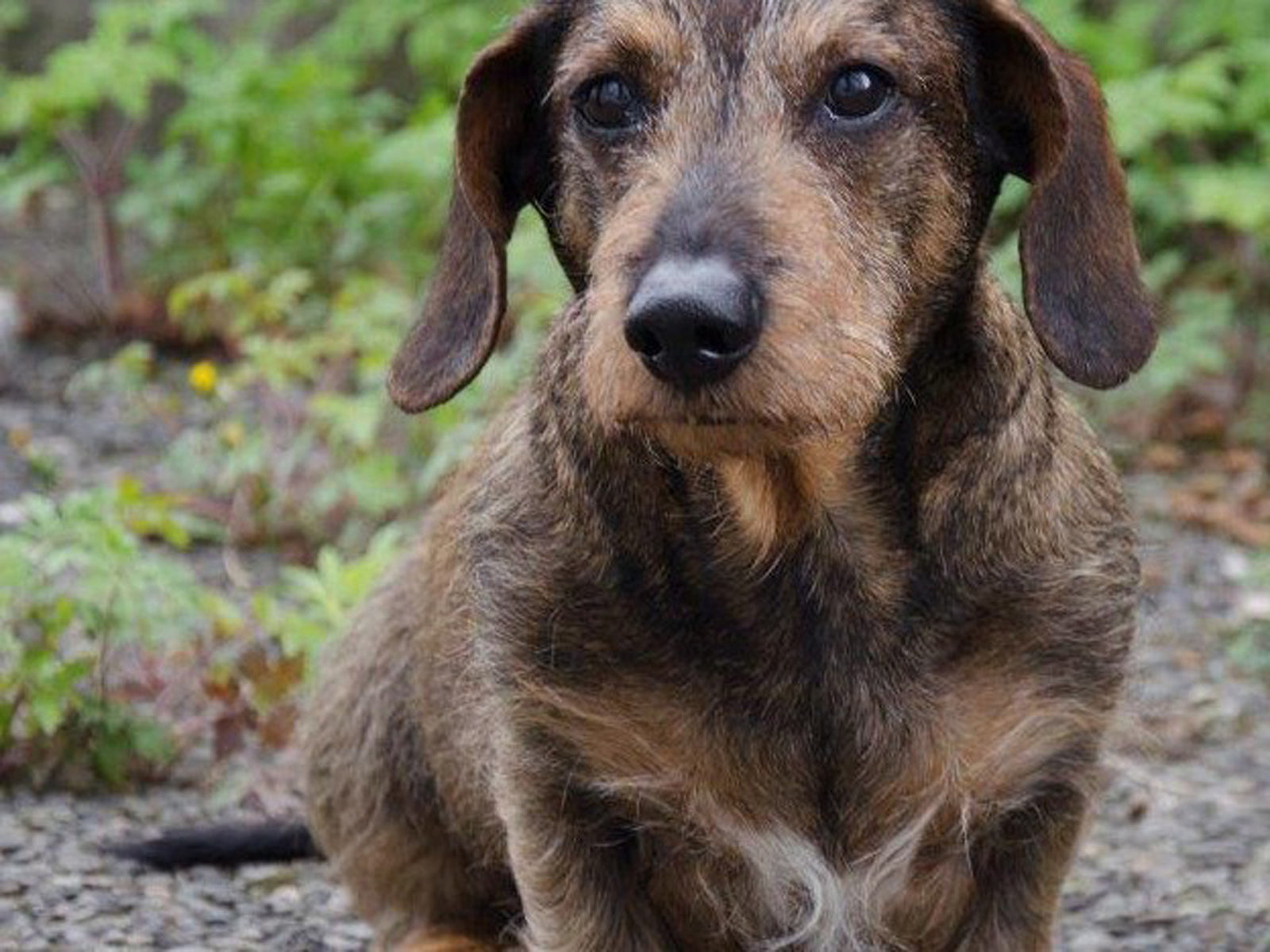 Gesundheit | Hundesenioren - Was zu tun ist.