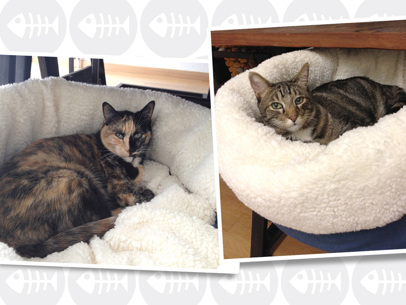 Kunden | Katze(n) im Sack