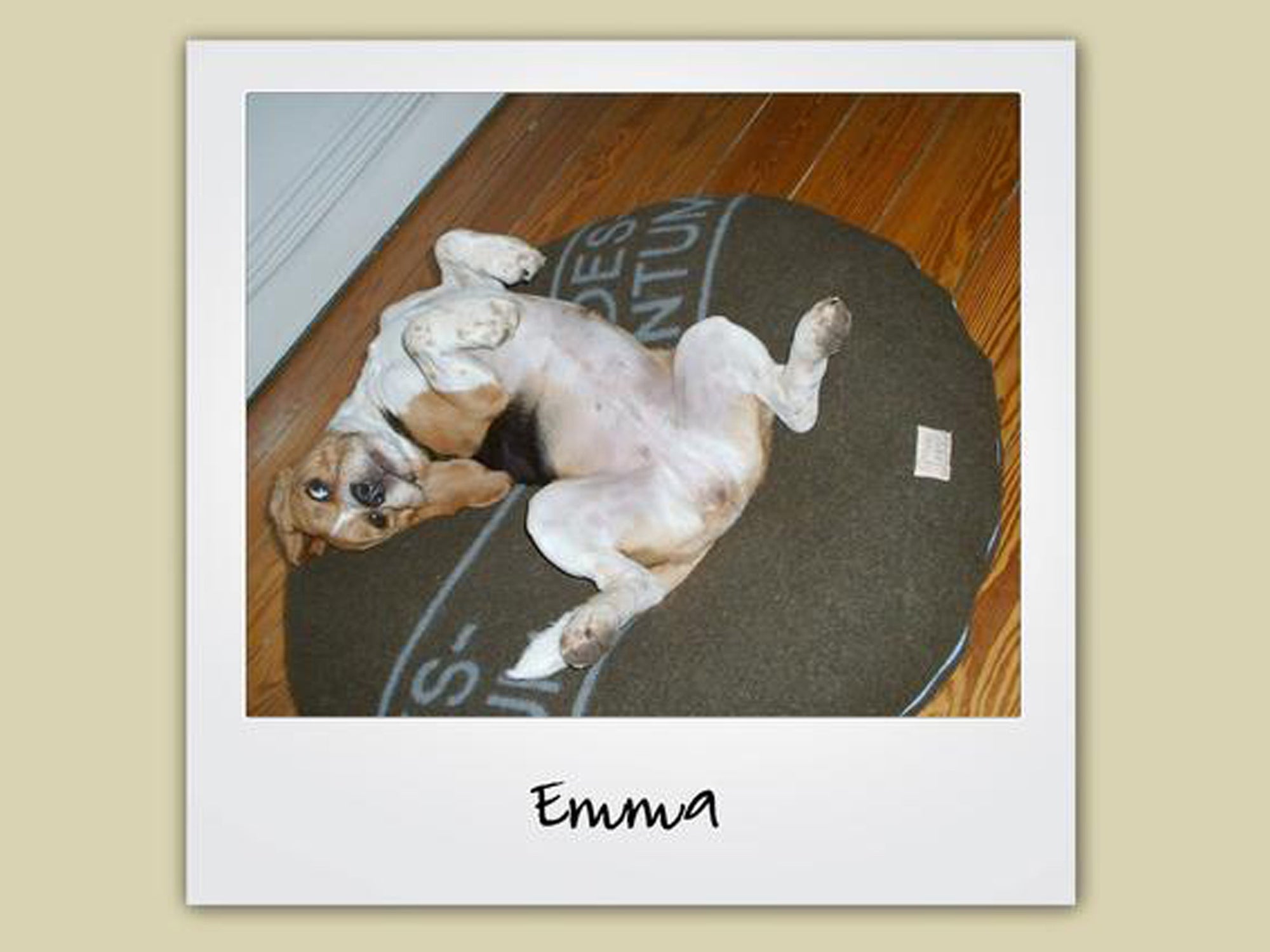 Kunden | Beagle »Emma«