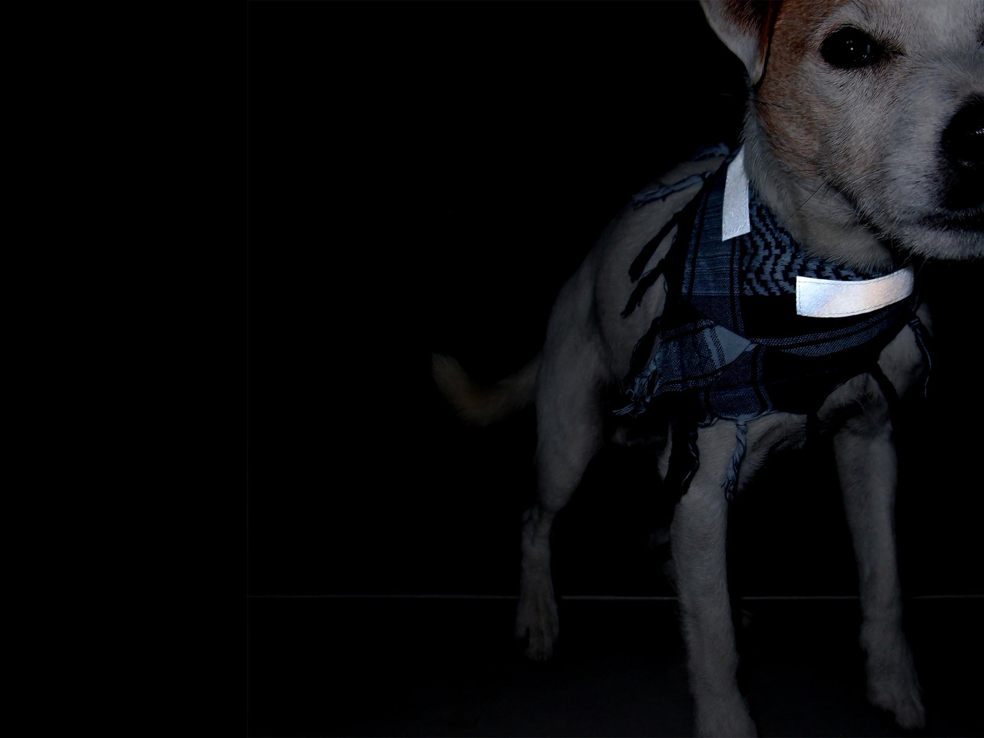 Produkt | Neu: Hundepalis mit Reflektordetails