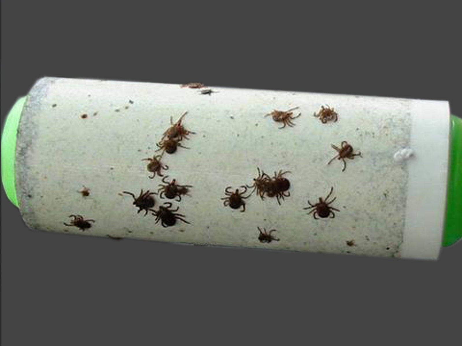 Gesundheit | Tipps gegen Zecken