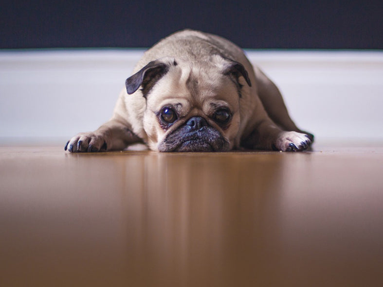 Netz-Fundstück | Ottos Mops