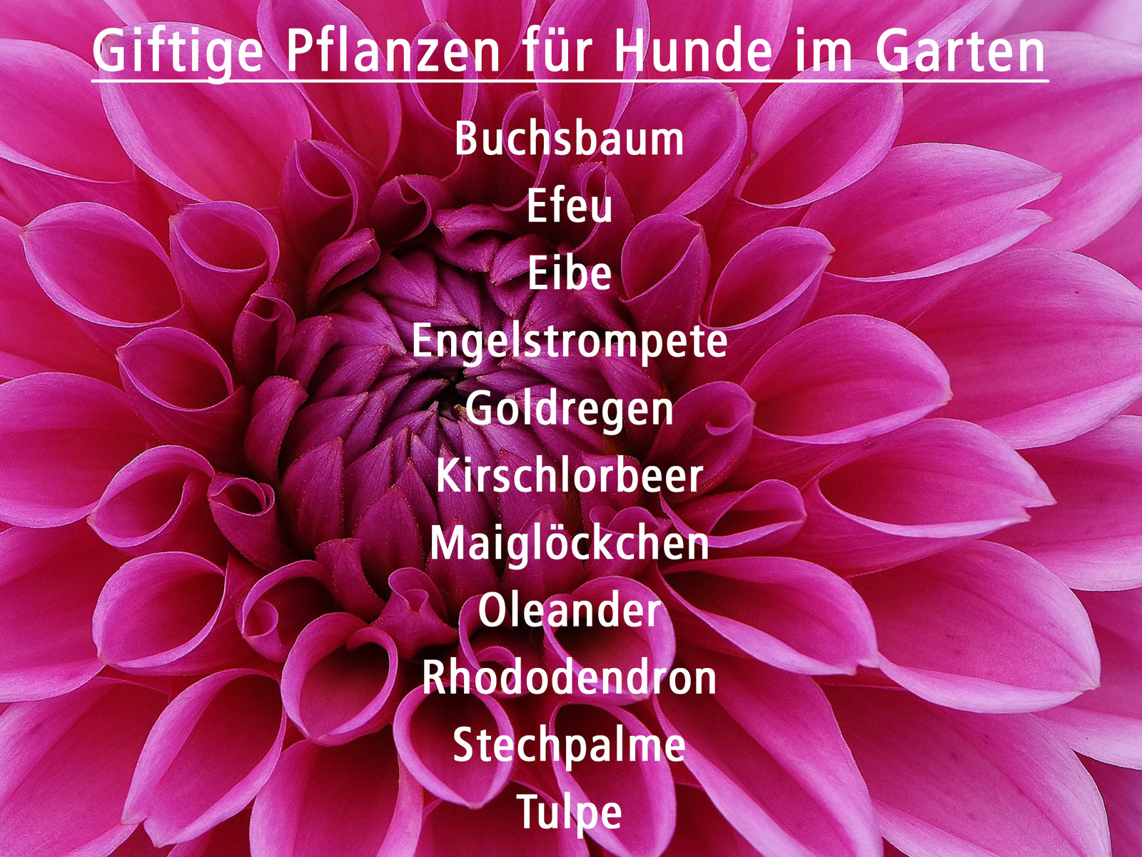 Gesundheit | Giftpflanzen im Garten