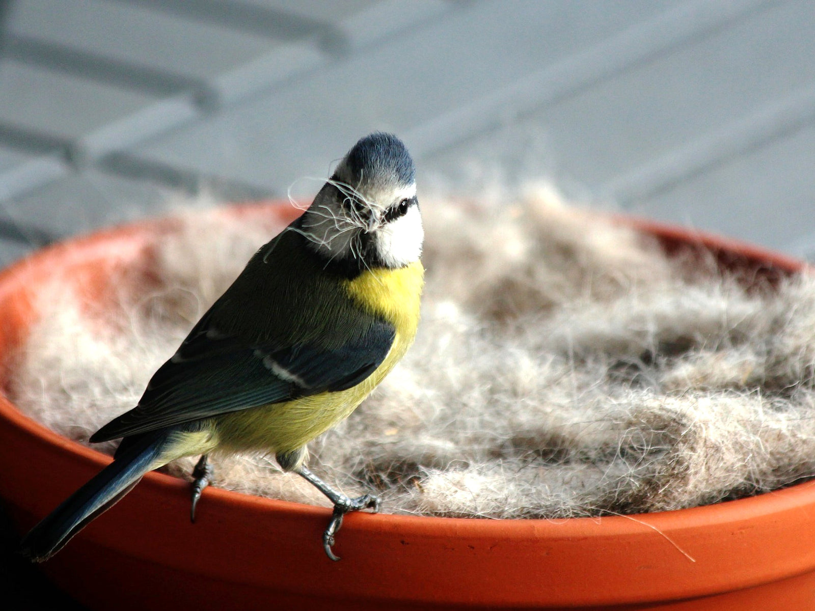 Hundehaare sind kein Nistmaterial für Vögel, sondern tödliche Gefahr