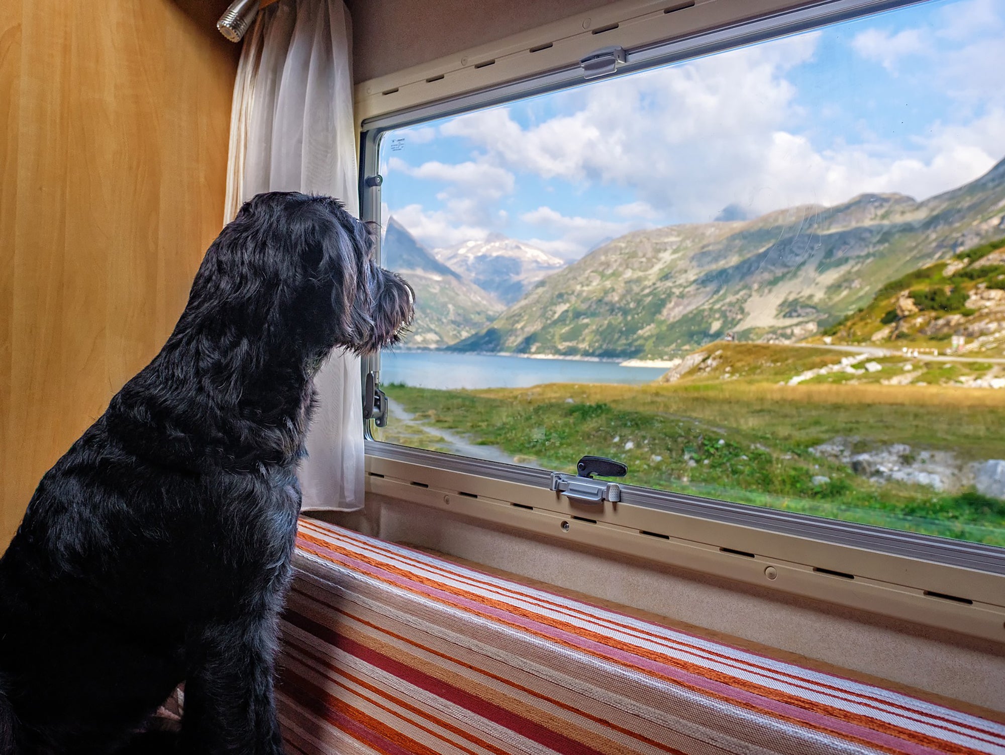 Netz-Fundstück | Wohnmobil für Hunde