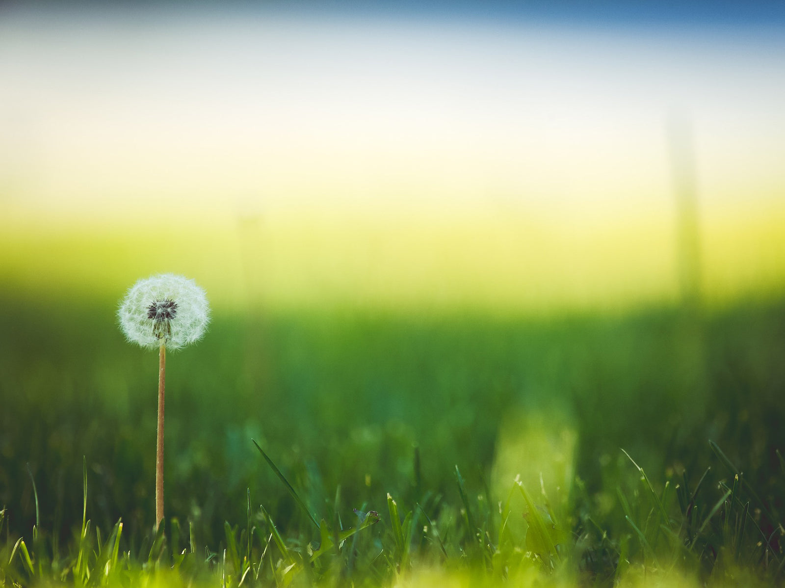 paraperro Blog-Posting Löwenzahn als Medizin für Hunde