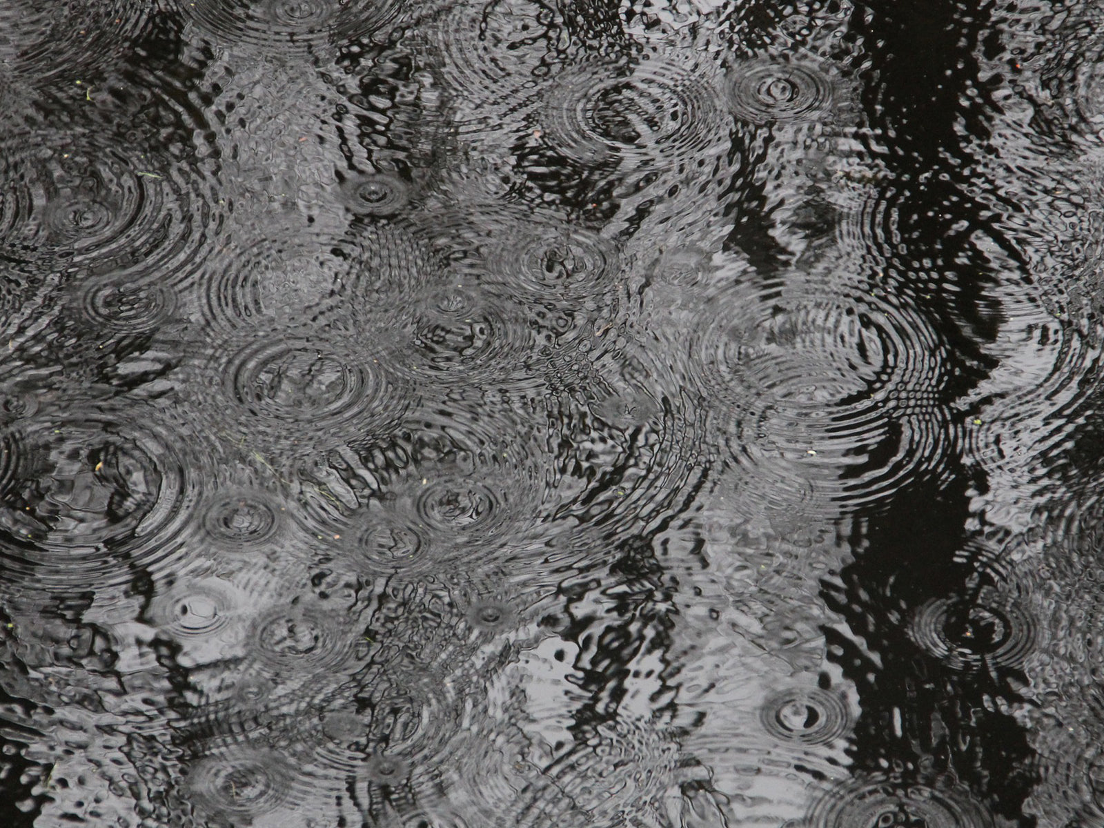 Info | Hundemäntel richtig trocknen