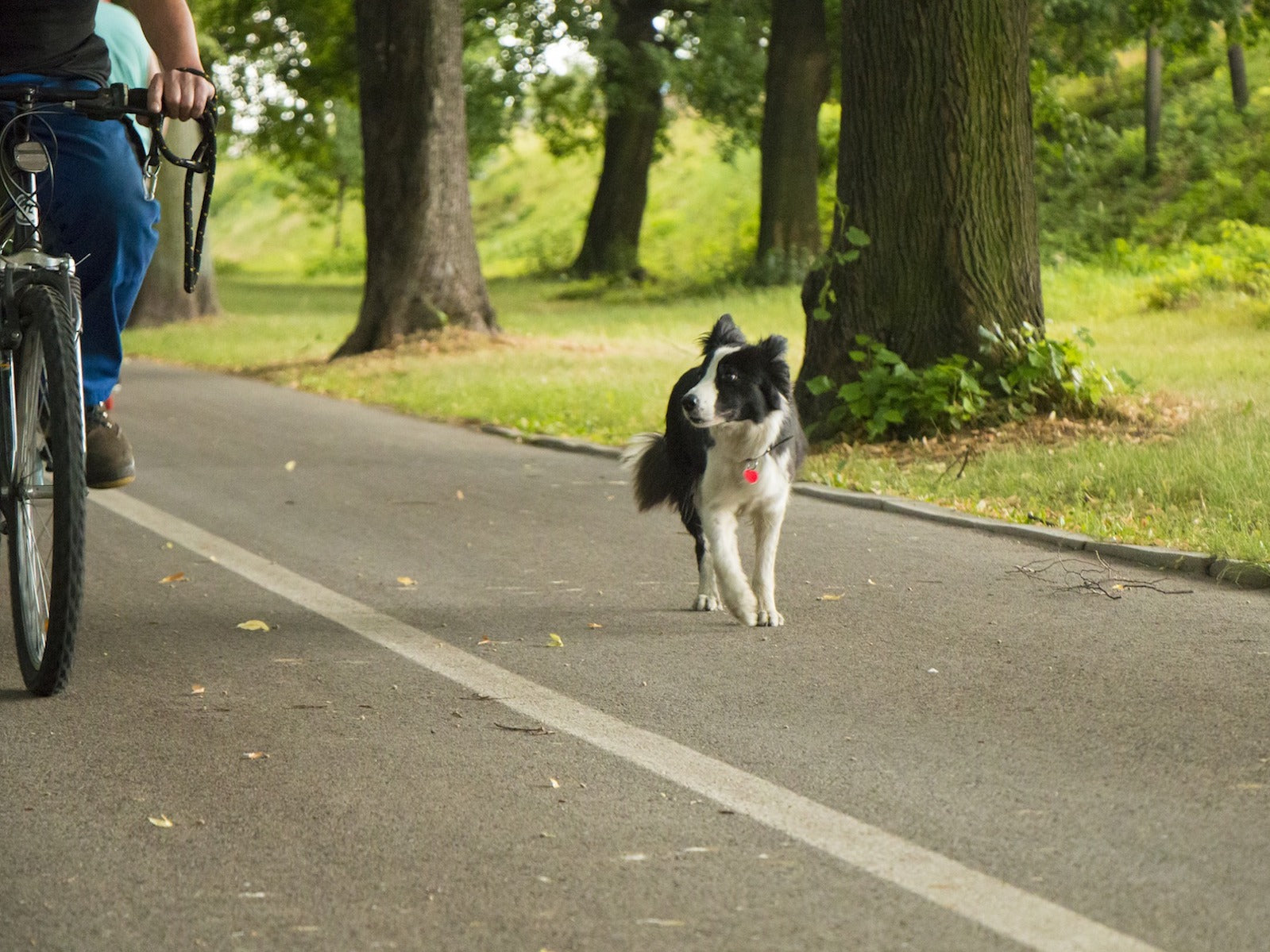 Hund gesund | Auslasten und nicht Auspowern