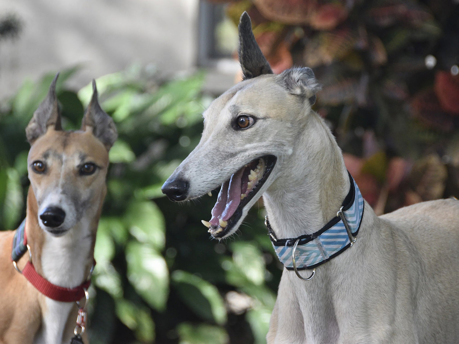 Windhunde Galgo, Whippet, Greyhound und ihre Blutwerte