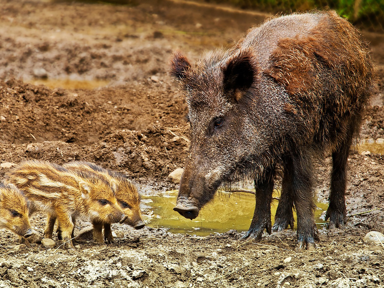 Info | Wildschwein-Begegnung im Wald. Was tun?